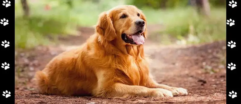 Can You Pass This Dog Breeds Quiz? Answers - My Neobux Portal