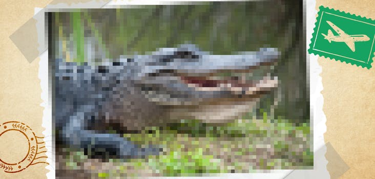 Pixelated Animals Quiz Answers - My Neobux Portal